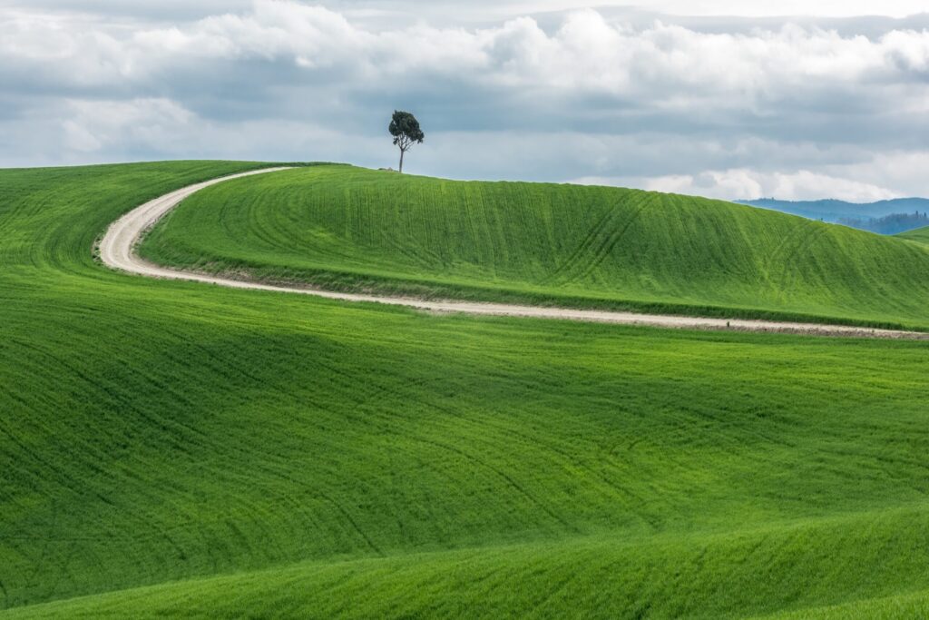 wide shot of an isolated green tree near a pathway in a beautiful green field