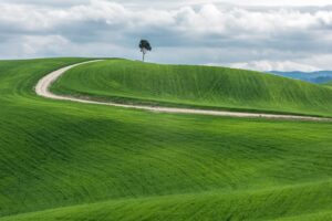 wide shot of an isolated green tree near a pathway in a beautiful green field